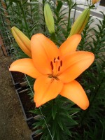 [5089 Honesty No02.JPG]